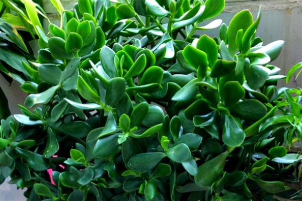 有哪些耐旱又好成活的植物，常见的有仙人掌、虎刺梅等