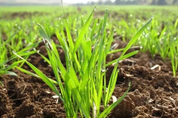 小麦种的浅露外面了怎么办,可进行镇压