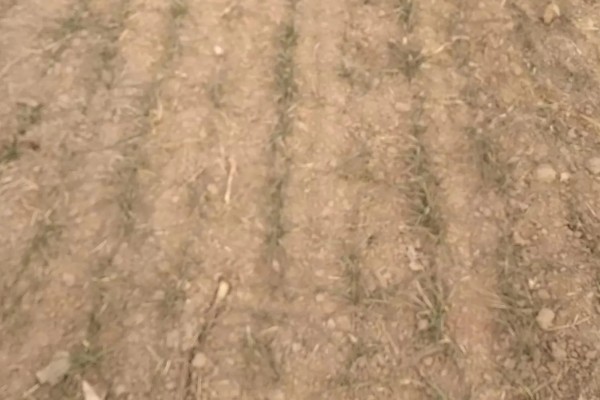 小麦种的浅露外面了怎么办,可进行镇压