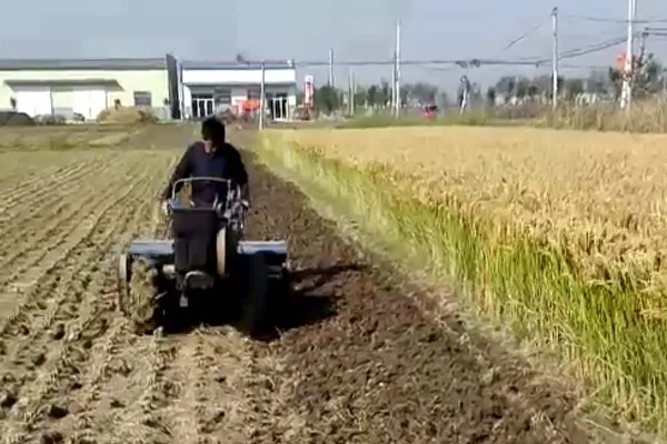 小麦种的浅露外面了怎么办,可进行镇压