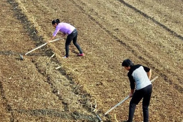 小麦种的浅露外面了怎么办,可进行镇压