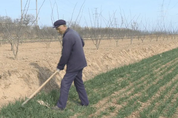 小麦种的浅露外面了怎么办,可进行镇压