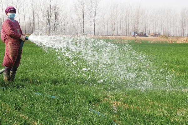 小麦种的浅露外面了怎么办,可进行镇压