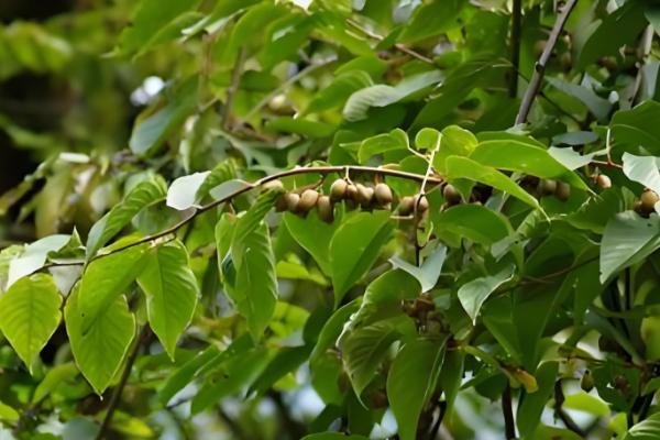 木天蓼是哪种植物，是猕猴桃属植物