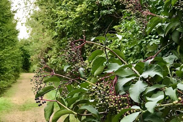 木天蓼是哪种植物，是猕猴桃属植物