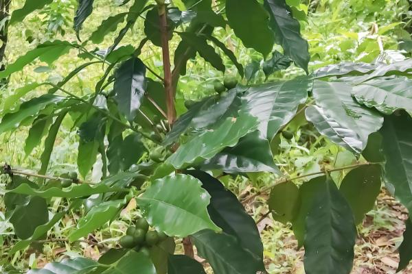 木天蓼是哪种植物，是猕猴桃属植物