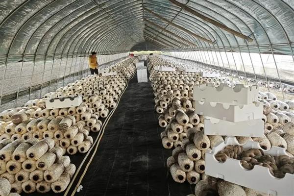 种植平菇的方法，接种后放在通风处慢慢发菌