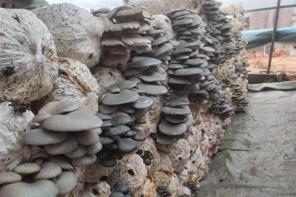 种植平菇的方法，接种后放在通风处慢慢发菌