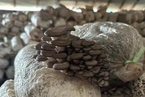 种植平菇的方法，接种后放在通风处慢慢发菌