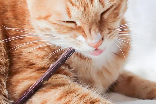 木天蓼是哪种植物，是猕猴桃属植物