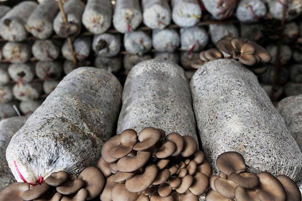 种植平菇的方法，接种后放在通风处慢慢发菌