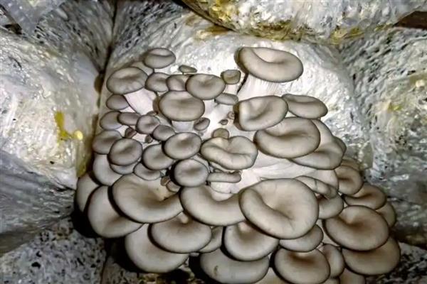 种植平菇的方法，接种后放在通风处慢慢发菌