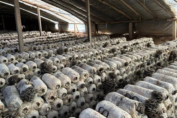 种植平菇的方法，接种后放在通风处慢慢发菌