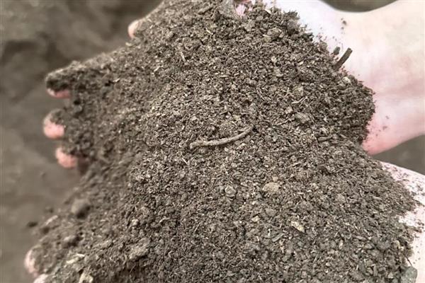 羊粪怎么发酵才能当肥料,可密封发酵也可埋土发酵