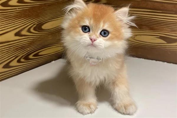 幼猫会得关节炎吗,幼猫也有可能得关节炎