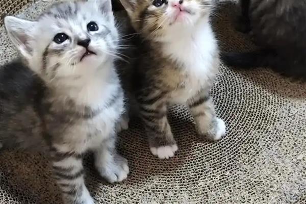 幼猫会得关节炎吗,幼猫也有可能得关节炎