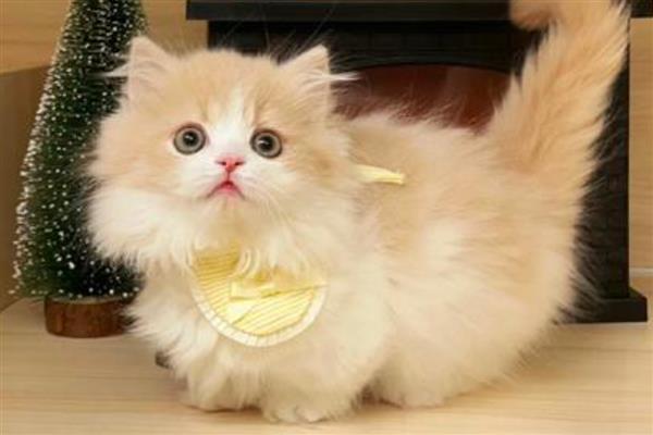 幼猫会得关节炎吗,幼猫也有可能得关节炎