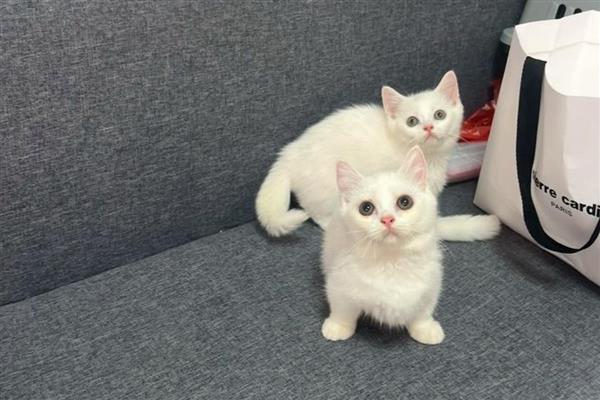 幼猫会得关节炎吗,幼猫也有可能得关节炎