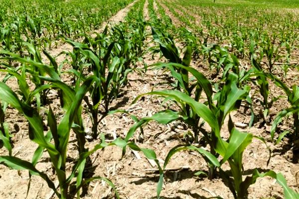 玉米草地贪夜蛾危害的症状,会出现半透明薄膜小孔