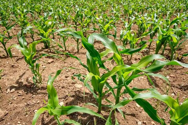 玉米草地贪夜蛾危害的症状,会出现半透明薄膜小孔