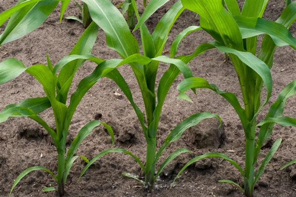 玉米草地贪夜蛾危害的症状,会出现半透明薄膜小孔