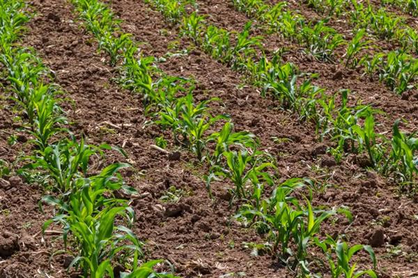 玉米草地贪夜蛾危害的症状,会出现半透明薄膜小孔