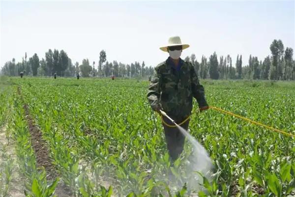 玉米草地贪夜蛾危害的症状,会出现半透明薄膜小孔