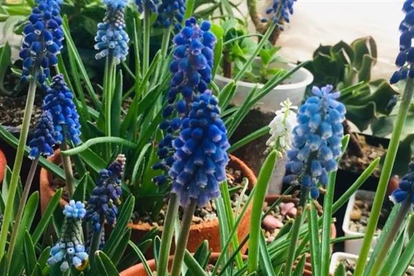 风信子水培如何改土培，首先将植株上的枯叶全部剪除