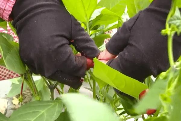 辣椒要授粉才能结果吗,需要授粉才可以结果