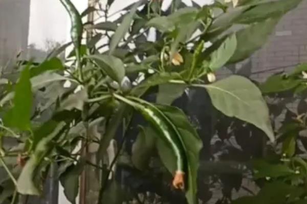 辣椒要授粉才能结果吗,需要授粉才可以结果