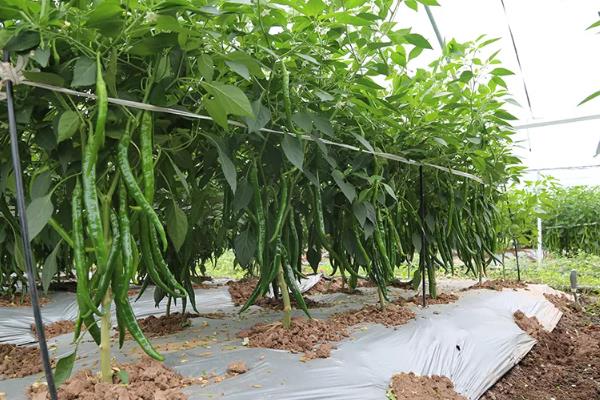 辣椒要授粉才能结果吗,需要授粉才可以结果