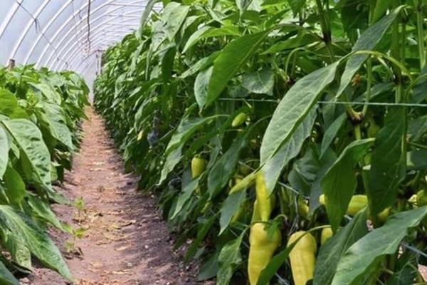 辣椒要授粉才能结果吗,需要授粉才可以结果
