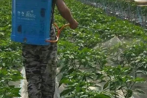 辣椒要授粉才能结果吗,需要授粉才可以结果