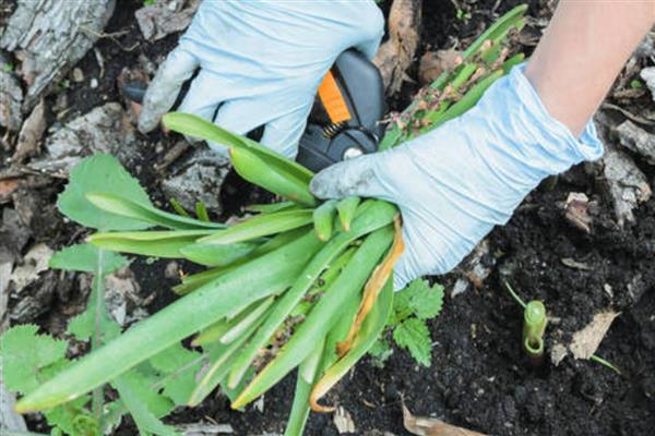 风信子水培如何改土培，首先将植株上的枯叶全部剪除