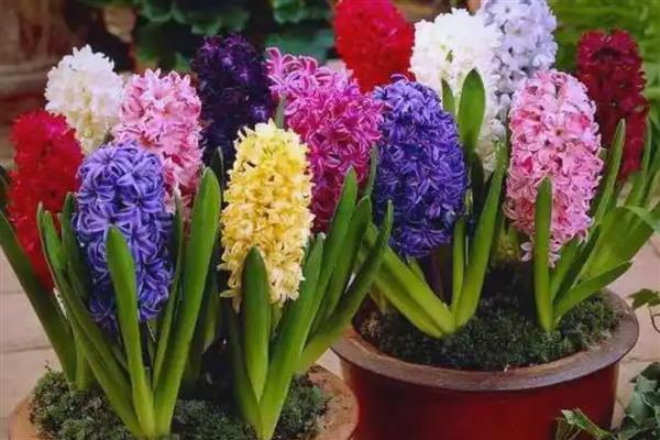 风信子水培如何改土培，首先将植株上的枯叶全部剪除