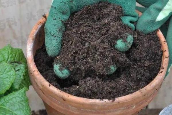 多肉晚霞的养殖方法，需严格控制浇水量