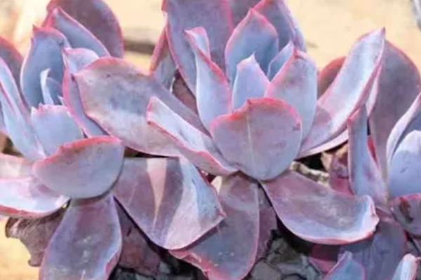 多肉晚霞的养殖方法，需严格控制浇水量