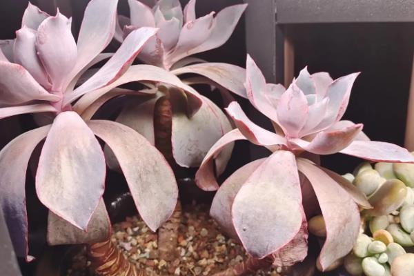 多肉晚霞的养殖方法，需严格控制浇水量