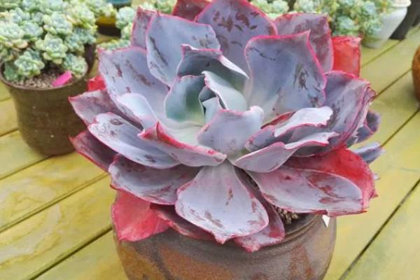 多肉晚霞的养殖方法，需严格控制浇水量