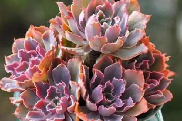 多肉晚霞的养殖方法，需严格控制浇水量