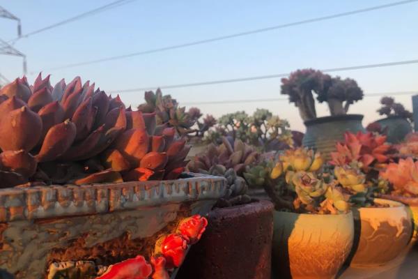 多肉晚霞的养殖方法，需严格控制浇水量