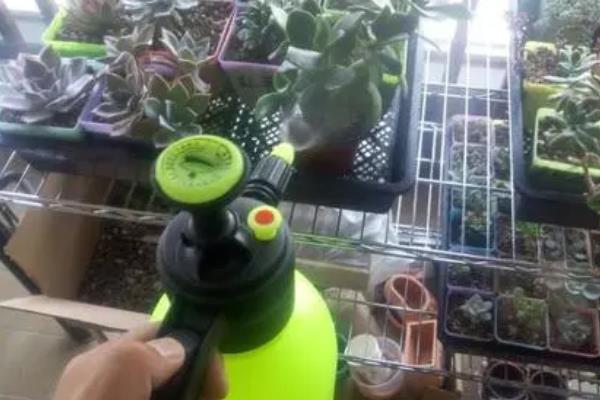 多肉晚霞的养殖方法，需严格控制浇水量