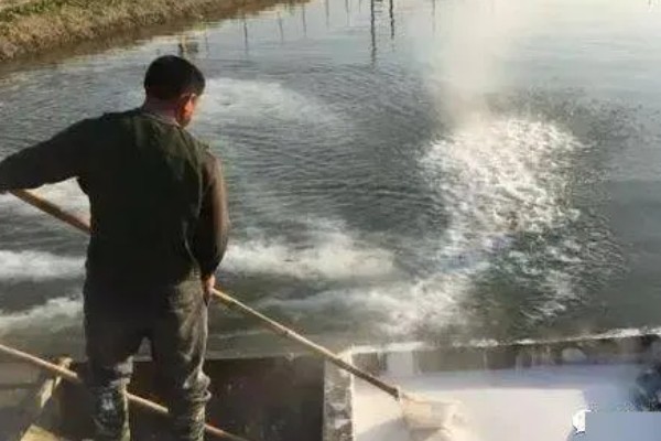 农村死水池塘怎么养鱼，先要进行清塘消毒处理