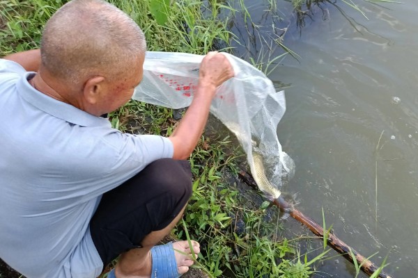 农村死水池塘怎么养鱼，先要进行清塘消毒处理