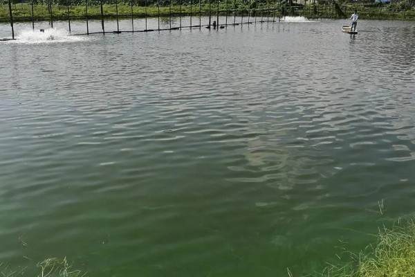 农村死水池塘怎么养鱼，先要进行清塘消毒处理