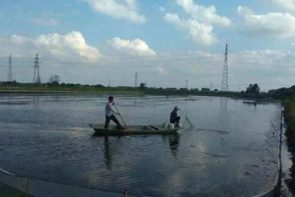 农村死水池塘怎么养鱼，先要进行清塘消毒处理