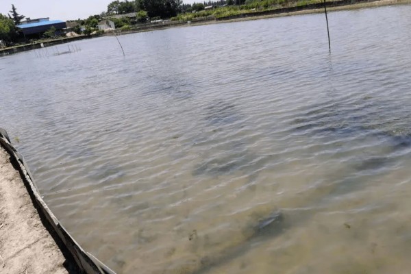 农村死水池塘怎么养鱼，先要进行清塘消毒处理