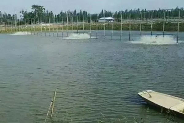 农村死水池塘怎么养鱼，先要进行清塘消毒处理