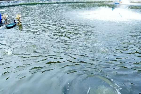 农村死水池塘怎么养鱼，先要进行清塘消毒处理