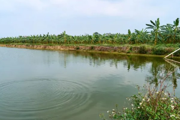 农村死水池塘怎么养鱼，先要进行清塘消毒处理